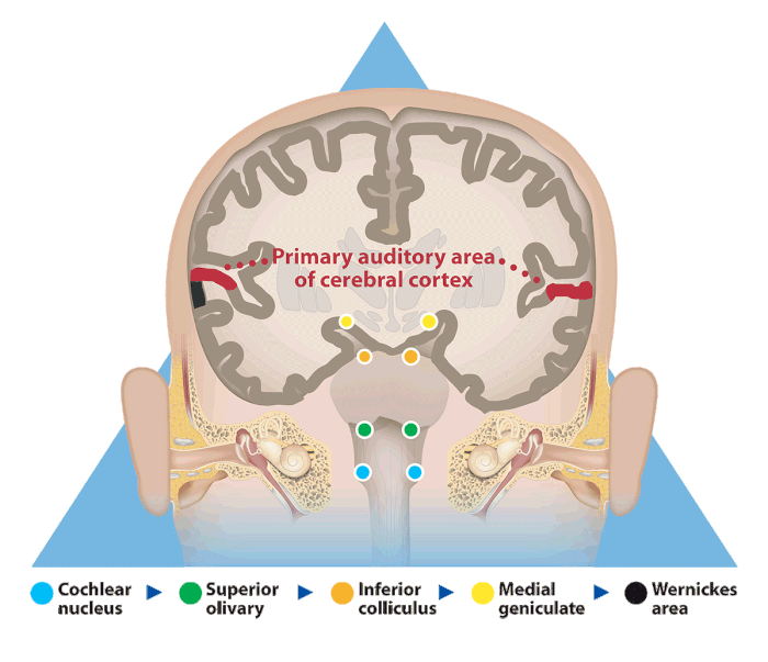 Brain Animated Image